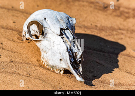 Cranio di pecora in sabbia vicino Foto Stock