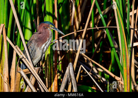 Green heron nascondere nel letto di canne Foto Stock