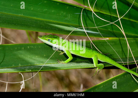Carolina anole bilanciamento sulla palma foglie. Foto Stock