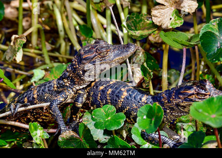 Il coccodrillo americano neonati nascosti nella vegetazione. Foto Stock