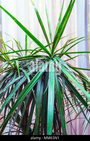 Foglie lunghe di un houseplant Ciperus Foto Stock