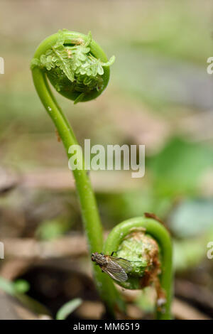 Close up di dispiegarsi delle foglie di Matteuccia struthiopteris felce struzzo fiddleheads da una foresta floor in primavera con una housefly Foto Stock