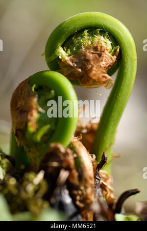 Close up di dispiegarsi spirali di Matteuccia struthiopteris felce struzzo fiddleheads da una foresta floor in primavera Foto Stock