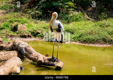 Un dipinto di bianco di cicogne bird permanente sulla zoo vicino vista incredibile. Foto Stock