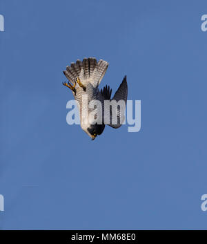 Falco pellegrino (Falco peregrinus) Foto Stock