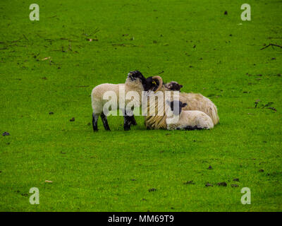 Pecore in Irlanda - Una vista tipica Foto Stock