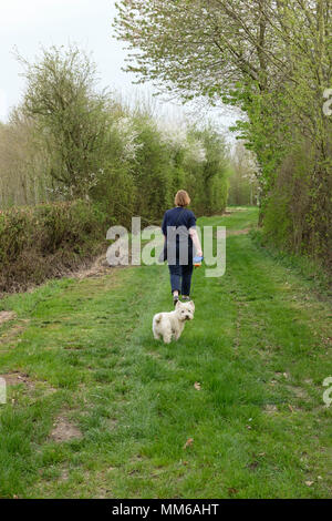 Signora a piedi con un West Highland terrier (guardando rotondo) lungo una corsia erbosa, attraverso un viale di alberi nella primavera del tempo. Nottinghamshire England Regno Unito Foto Stock