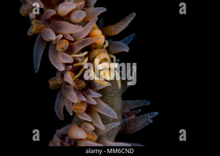 Zanzibar frusta Coral gamberi con polipi (Dasycaris zanzibarica), Bali, Indonesia Foto Stock