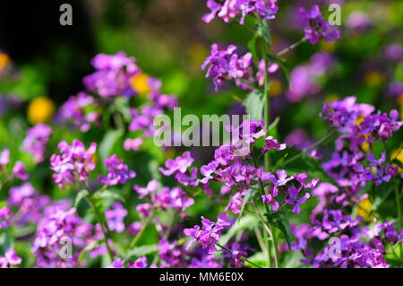 Viola reichenbachiana, primi dog-viola, o legno pallido viola Foto Stock