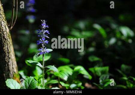 (Ajuga reptans) comunemente noto come bugle, blue bugle, bugleherb, bugleweed, carpetweed, tappeto bugleweed, comune bugle o San Lorenzo in pianta i. Foto Stock