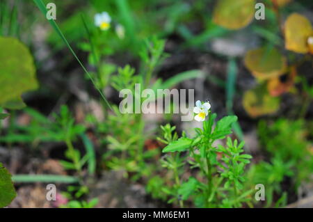 (Euphrasia rostkoviana)(euphrasia officinalis) Eyebright, Eyewort, è una pianta del genere Euphrasia, nella famiglia Orobanchaceae. Foto Stock