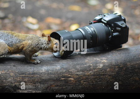 Lo scoiattolo controllando la lente della fotocamera. Foto Stock