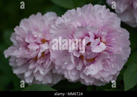 Lussureggiante pallido rosa peonia close up peonia paeonia peonia fiore peonia blooming peonia fiore close up Foto Stock