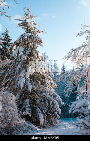 Verticalmente foto incorniciate di un pino coperto di neve in Surrey lago, British Columbia, Canada. Foto Stock
