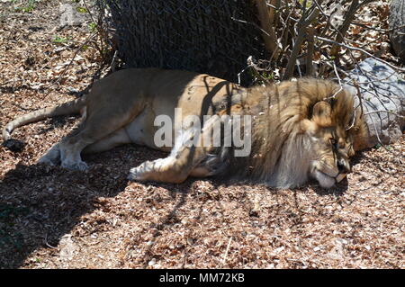 Maschio Sleeping Lion in ombra sotto un albero Foto Stock