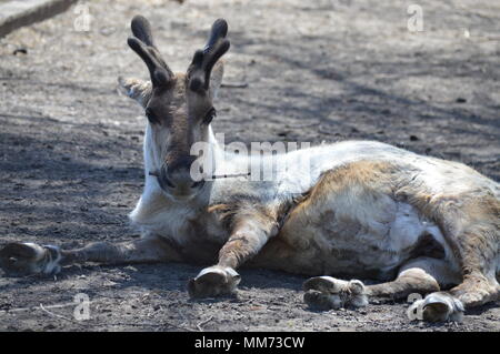La renna posa sulla terra Foto Stock