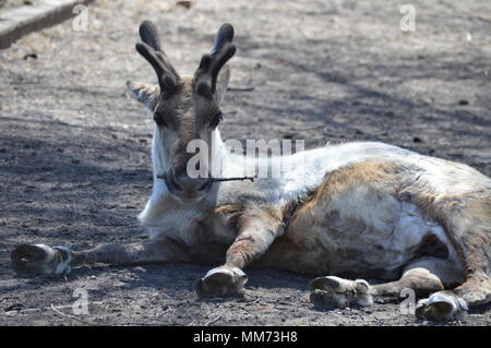 La renna posa sulla terra Foto Stock