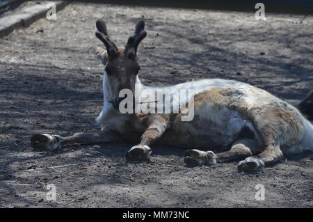 La renna posa sulla terra Foto Stock