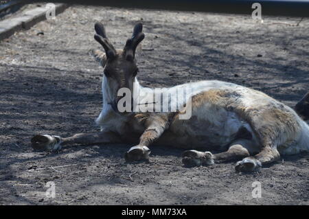 La renna posa sulla terra Foto Stock