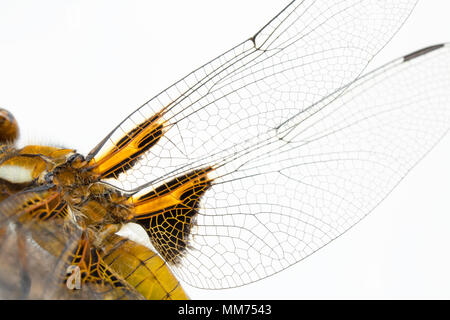 Un ampio e corposo chaser dragonfly, Libellula depressa, fotografato il 9 maggio a nord del Dorset England Regno Unito. Quando escono dalla fase di ninfa sia maschi un Foto Stock