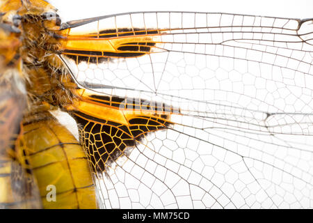 Un ampio e corposo chaser dragonfly, Libellula depressa, fotografato il 9 maggio a nord del Dorset England Regno Unito. Quando escono dalla fase di ninfa sia maschi un Foto Stock