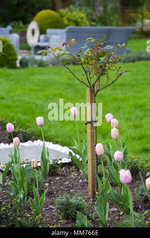 Standard di mezza Rosa "Stella Polare" underplanted con Tulipa "diamante rosa". Credits: Design by Zinnia Garden Design. Costruzione per 4 paesaggi di vita Foto Stock