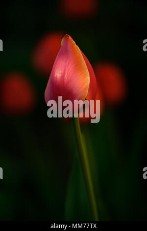 Flower tulips background. Beautiful view of red tulips under sunlight landscape Foto Stock
