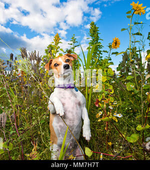 Chesterfield, Derbyshire, Regno Unito. 22 Settembre, 2015. Scrooby, un bambino di cinque anni, Jack Russell, si siede piuttosto tra i fiori selvatici. Dopo un lungo inverno umido, la primavera è finalmente arrivato con bel tempo per portare un sacco di colori e di odori per quattro zampe amici pelosi da esplorare. Credito: Bounders cane Fotografia/Alamy Live News Foto Stock