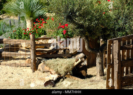 Malvern, Regno Unito. Il 10 maggio, 2018. RHS Malvern Festa della Primavera - Giovedì 10 Maggio 2018 - il giorno di apertura per questa anni RHS Malvern Festival di Primavera - mostra giardini includono Billy's Cave progettato da Villaggio Verde per evocare un ritmo lento piccola azienda nelle aree rurali del Portogallo completo di capre pigmee. Foto Steven Maggio / Alamy Live News Foto Stock