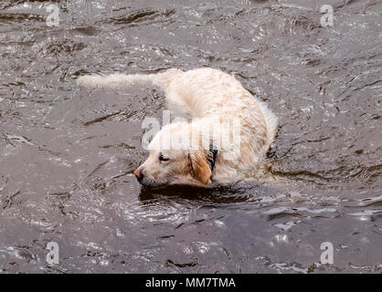 Color platino Golden Retriever cane giocando in Arkansas River, Salida, Colorado, STATI UNITI D'AMERICA Foto Stock