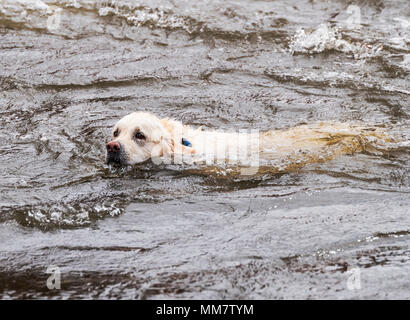 Color platino Golden Retriever cane giocando in Arkansas River, Salida, Colorado, STATI UNITI D'AMERICA Foto Stock