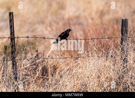 Rosso-winged blackbird (Agelaius phoeniceus); sul ranch recinzione; central Colorado; USA Foto Stock