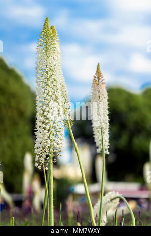 Alta bellissimi fiori bianchi, prato giornata di sole nel parco, estate luce astratta con sfondo bokeh, cielo blu Foto Stock