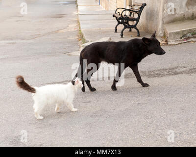 Un cane nero randagio cammina tranquillamente lungo una strada tranquilla con un soffice gatto bianco che segue dietro, una compagnia insolita tra due diversi animali Foto Stock