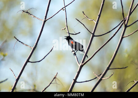 Rosso-winged Blackbird Singing in una succursale Foto Stock