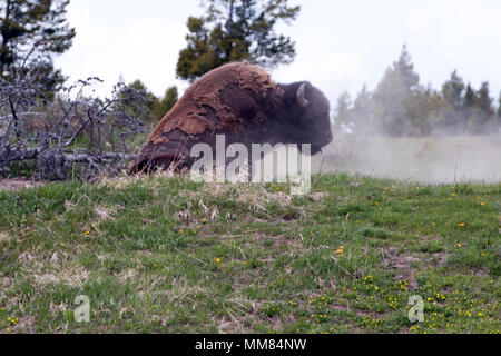 Bison Buffalo Bull spolvero off in Hayden Valley vicino al villaggio di Canyon nel Parco Nazionale di Yellowstone in Wyoming USA Foto Stock