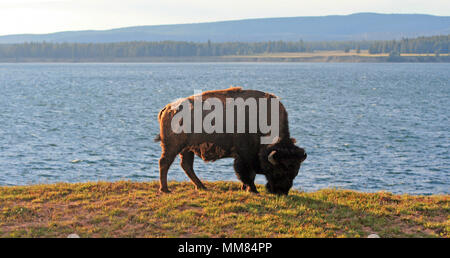 Bison Buffalo Bull pascolano accanto al Lago Yellowstone nel Parco Nazionale di Yellowstone in Wyoming USA Foto Stock