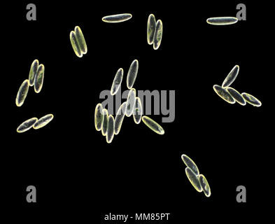 Campo scuro micrografia luce di Verpa bohemica spore di funghi, area raffigurato è di circa 0,65mm di larghezza Foto Stock