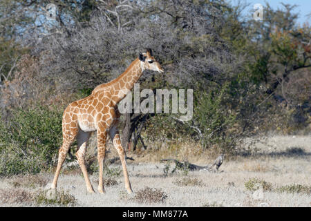 Giraffa namibiana o angolani (giraffa Giraffa camelopardalis angolensis), giovane animale in piedi, immobile, il Parco Nazionale di Etosha, Namibia, Africa Foto Stock