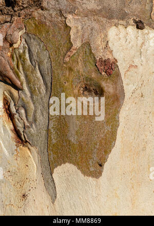 Astrazione della corteccia di eucalipto Foto Stock