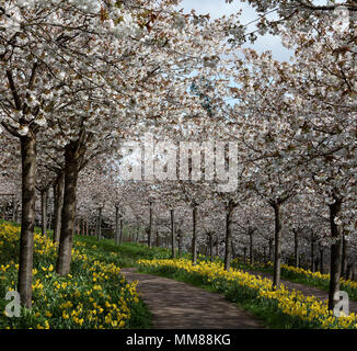 The Cherry Orchard in pieno fiore a Alnwick giardino, Alnwick, Northumberland, North East England, Regno Unito Foto Stock