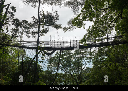 Radici vive vicino a ponte Nongriat village, Cherrapunjee, Meghalaya, India. Questo ponte è formato mediante la formazione di radici di albero negli anni a lavorare a maglia insieme. Foto Stock