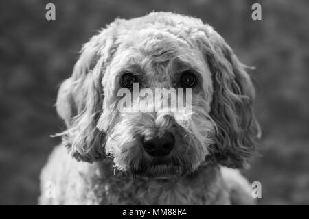 Cockapoo Foto Stock