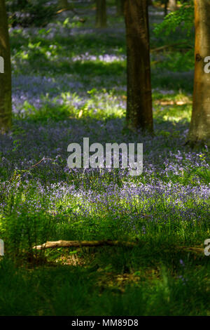 Regno Unito fiori selvatici: Bluebells (Hyacinthoides non scripta) in bluebell boschi in primavera, Micheldever boschi vicino a Winchester, Hampshire, Inghilterra meridionale Foto Stock