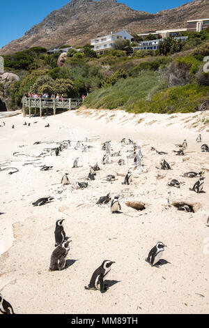 Un gruppo di pinguini Jackass sulla Spiaggia Boulders nella Città di Simon, Sud Africa Foto Stock