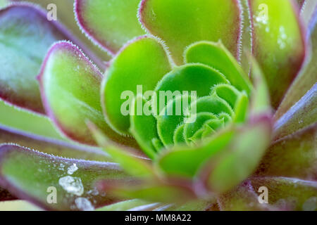 Una vista dettagliata di un impianto Aeonium. Foto Stock