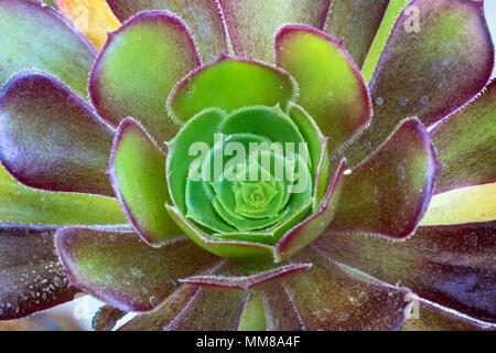 Una vista dettagliata di un impianto Aeonium. Foto Stock