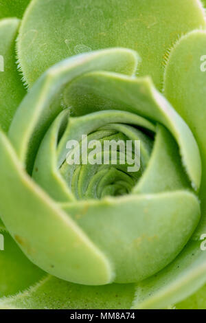 Una vista dettagliata di un impianto Aeonium. Foto Stock