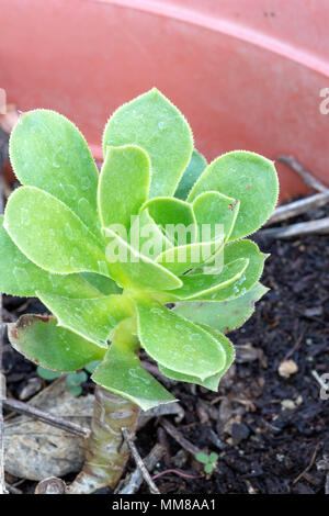 Una vista dettagliata di un impianto Aeonium. Foto Stock