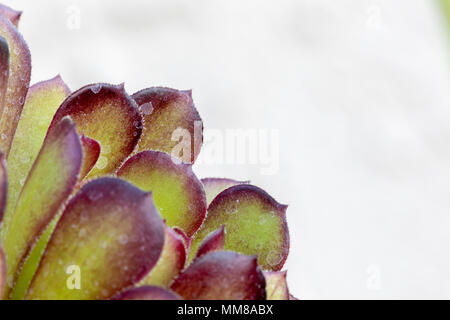 Una vista dettagliata di un impianto Aeonium. Foto Stock